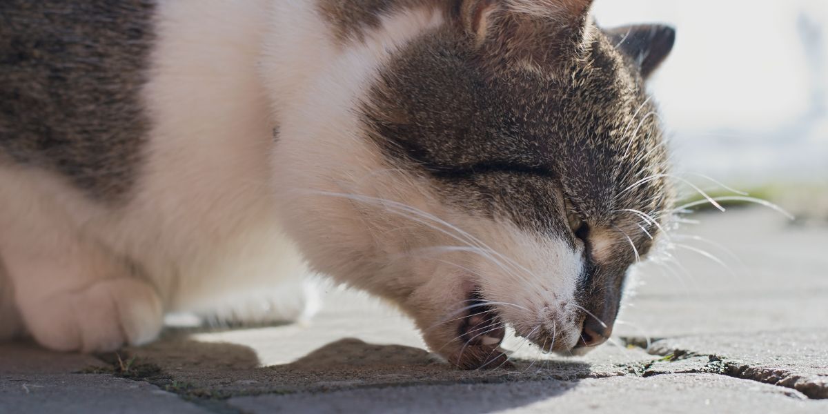 sos peludos bola de pelo em gatos