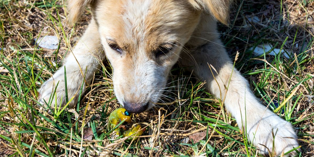 sos peludos cachorro com verme