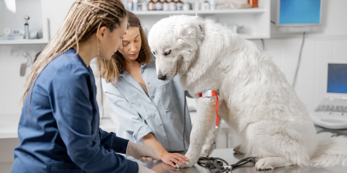 sos peludos exames pet