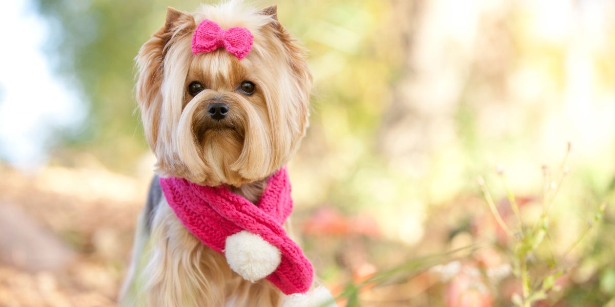 sos peludos outubro rosa pet