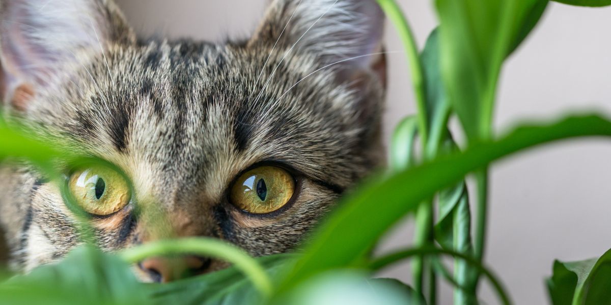 sos peludos plantas toxicas para gatos