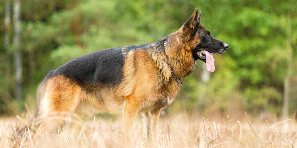 Displasia Coxofemoral em Cães - sos peludos clinica veterinaria 24hs