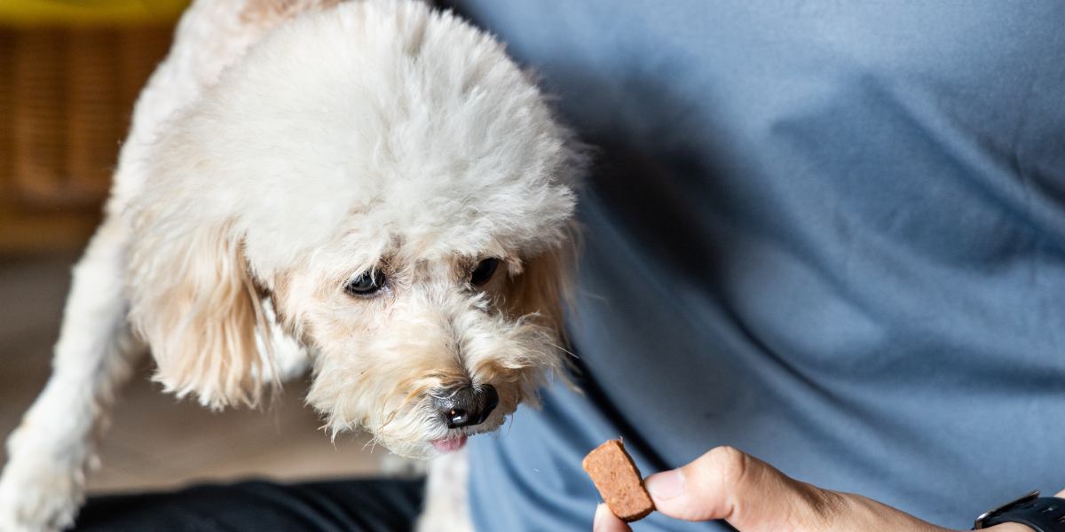 Verme do Coração O que é, sintomas e tratamento - sos peludos clinica veterinária 24hs