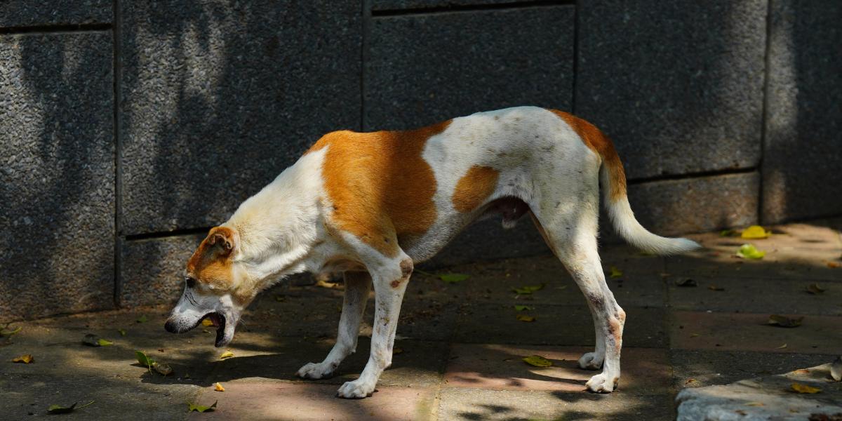 coronavirose canina - clínica veterinária 24hs em são paulo sos peludos