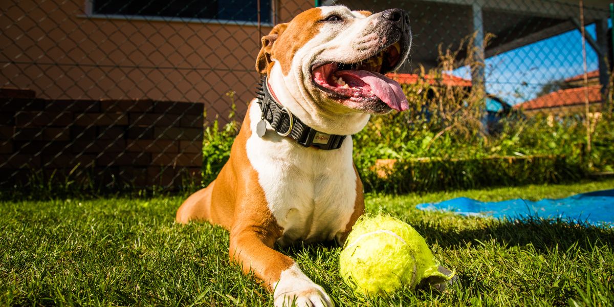 funções da bolinha para cachorro - sos peludos clínica veterinária 24hs sp