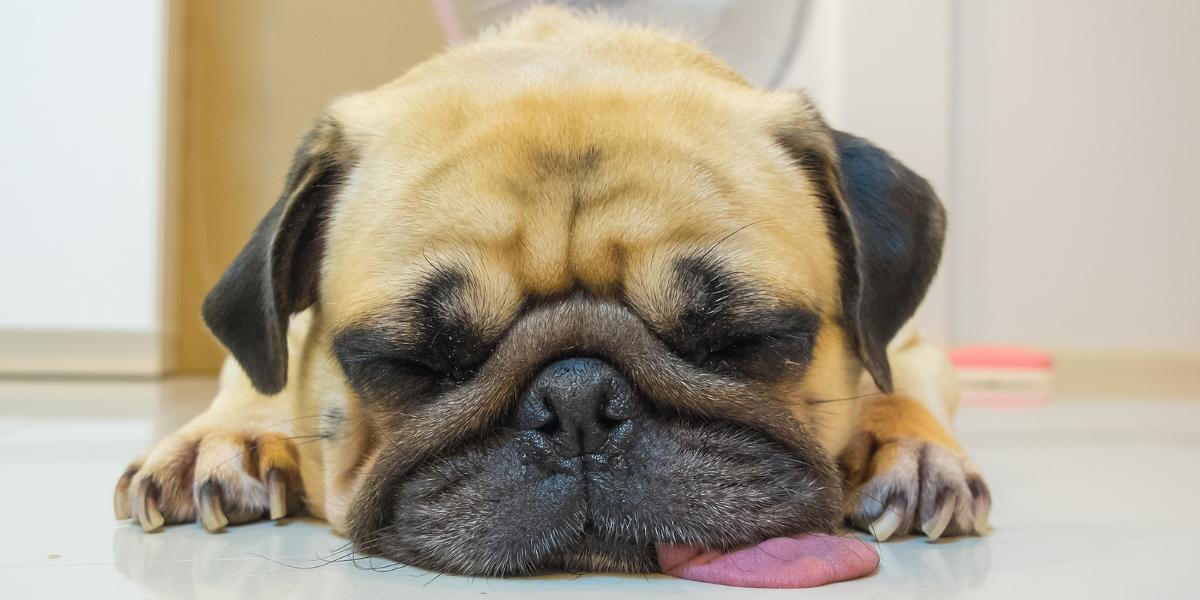 gripe canina - clínica veterinária 24hs em são paulo sos peludos