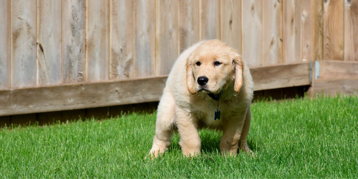 parvovirose canina - clínica veterinária 24hs em são paulo sos peludos