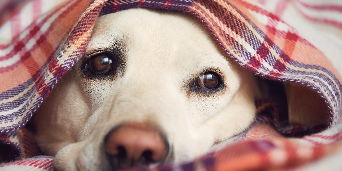 cachorro sente frio - blog sos peludos clinica veterinaria 24hs em são paulo