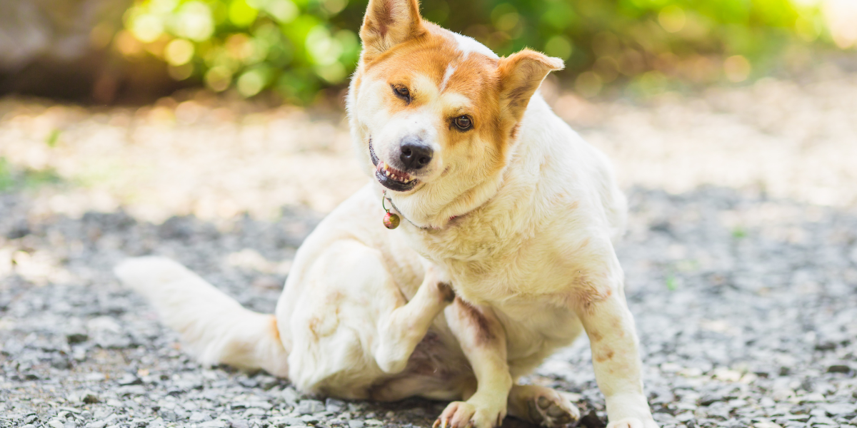 coceira em cachorro - blog sos peludos clinica veterinaria 24hs em são paulo