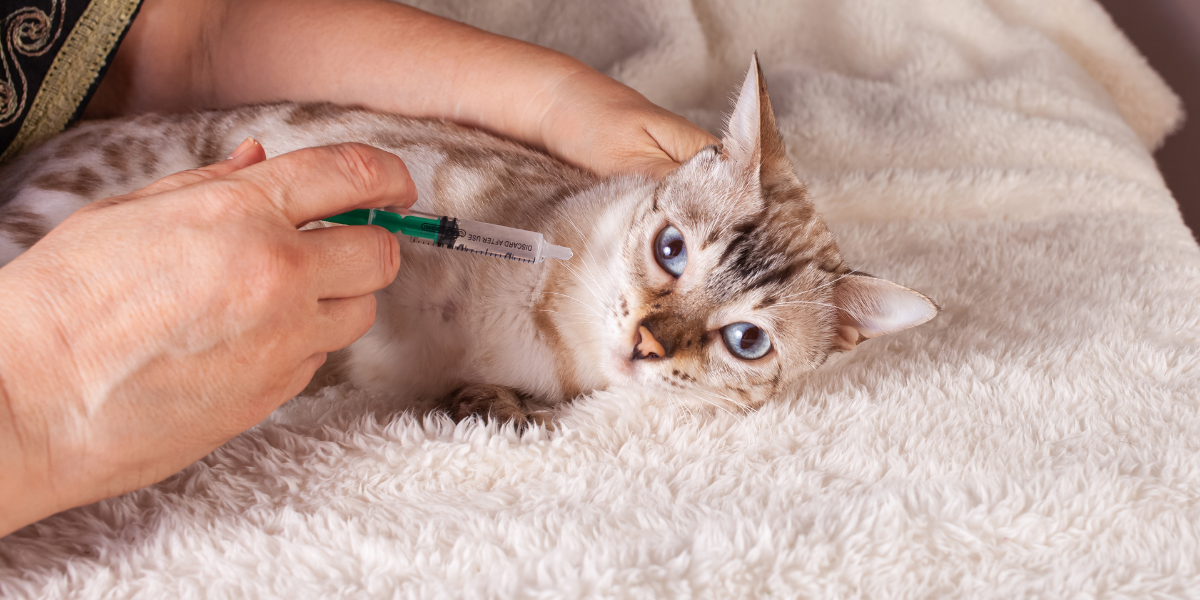 como dar remedio para gatos - blog sos peludos clinica veterinaria 24hs em são paulo