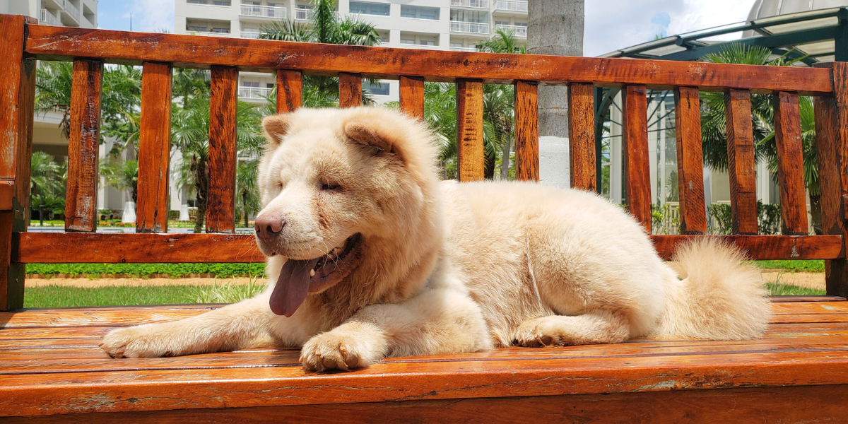 entropio em caes - blog sos peludos clinica veterinaria 24hs em são paul