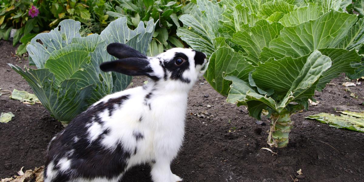 o que coelho pode comer - blog sos peludos clinica veterinaria de silvestres em são paulo