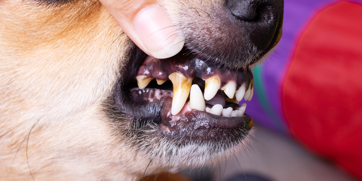 tartaro em caes - blog sos peludos clinica veterinaria 24hs em são paulo