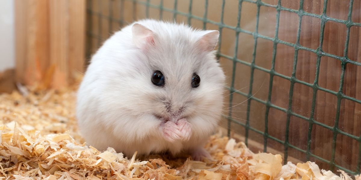 Como cuidar de um hamster - sos peludos clinica veterinária 24hs em são paulo