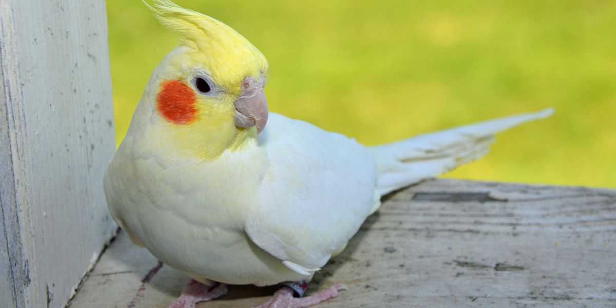 Como cuidar de calopsita - sos peludos clinica veterinária 24hs em são paulo