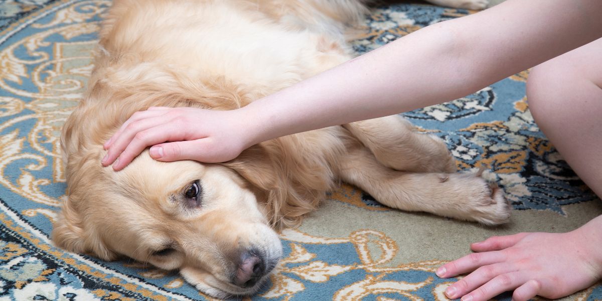 doencas comuns em cachorros - sos peludos clinica veterinária 24hs em são paulo