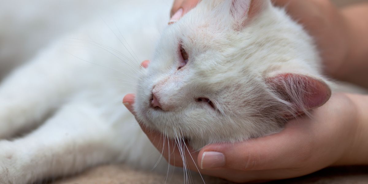 Panleucopenia felina - sos peludos clinica veterinaria 24hs em sp