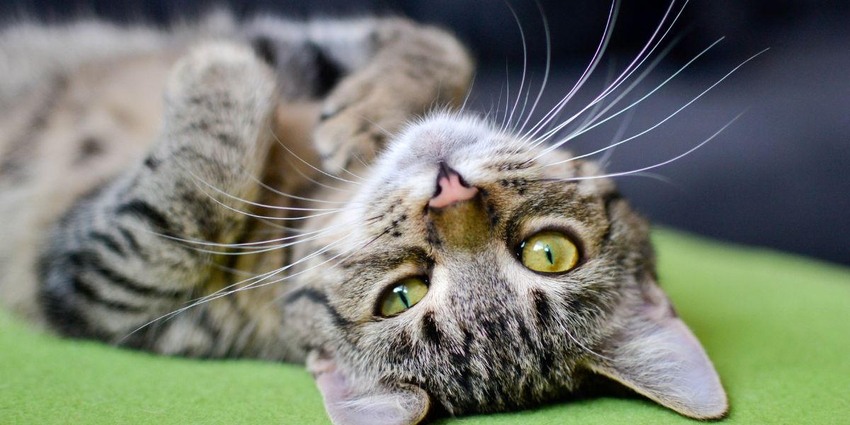 Peritonite infecciosa felina - sos peludos clinica veterinaria 24hs em sp