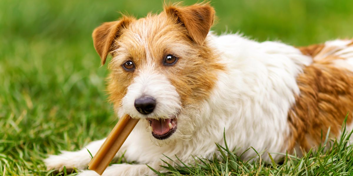 Petisco para cachorro como oferecer com segurança e equilíbrio