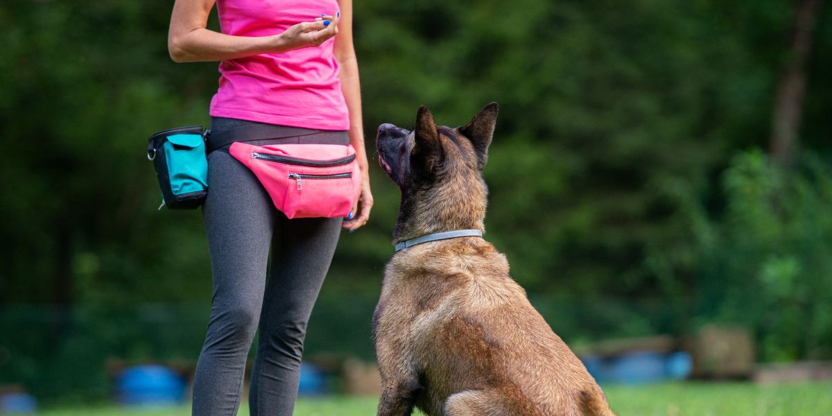 adestramento de caes clinica veterinaria 24hs em sp