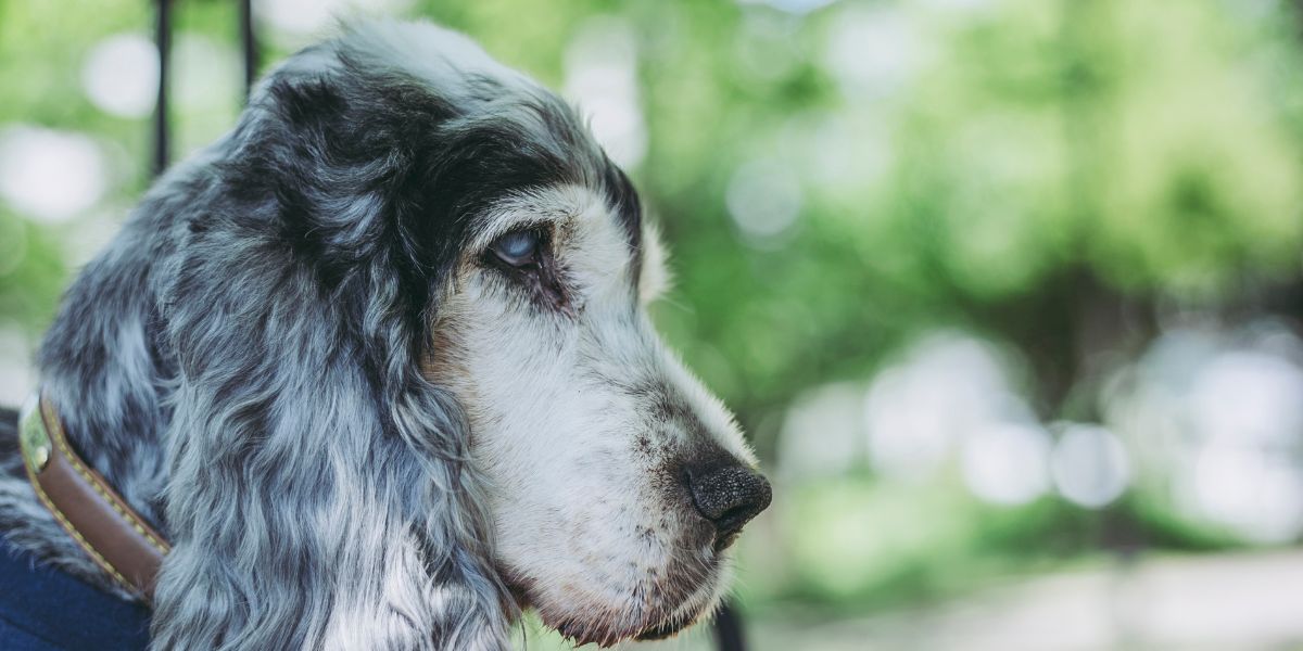 catarata em caes - sos peludos clinica veterinaria 24hs em sp