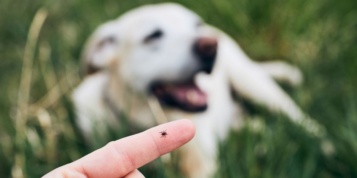 doença do carrapato - sos peludos clinica veterinaria 24hs em sp