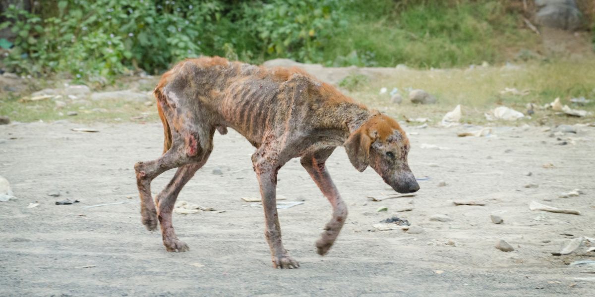 Cachorro com sarna - sos peludos clinica veterinária 24hs em são paulo