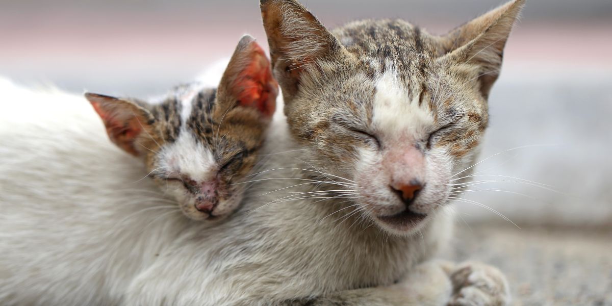 Esporotricose - sos peludos clinica veterinária 24hs em são paulo