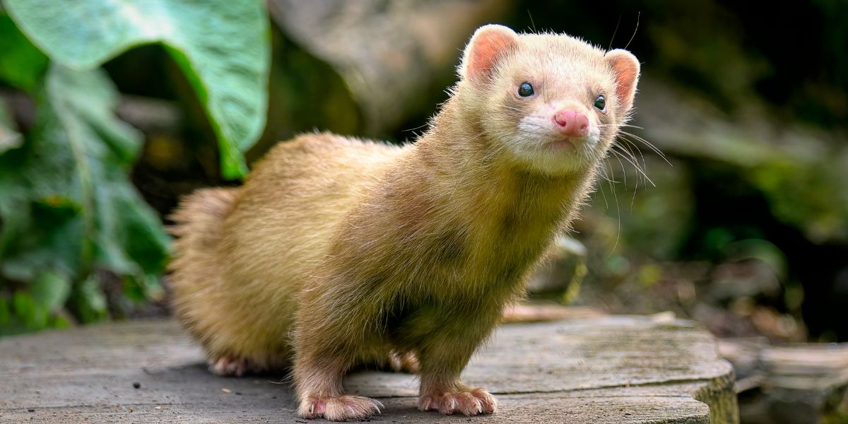 Furão de estimação - sos peludos clinica veterinária 24hs em são paulo