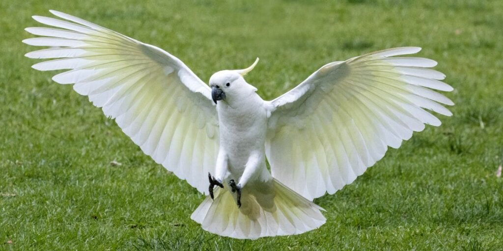 Tudo sobre Cacatua - SOS Peludos