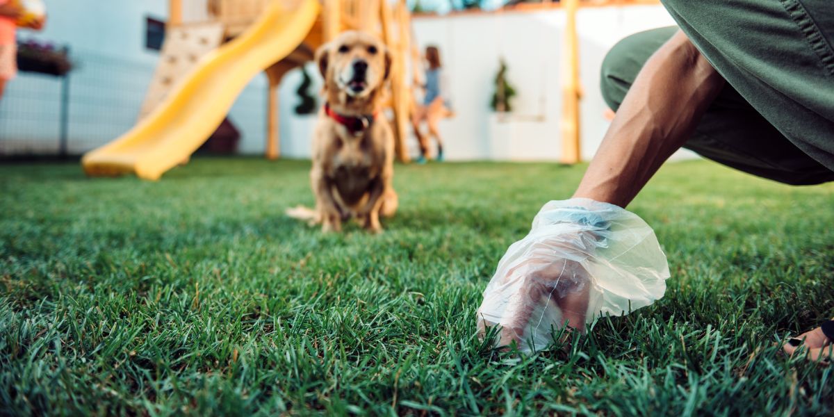 coprofagia canina - sos peludos clinica veterinária 24hs em são paulo