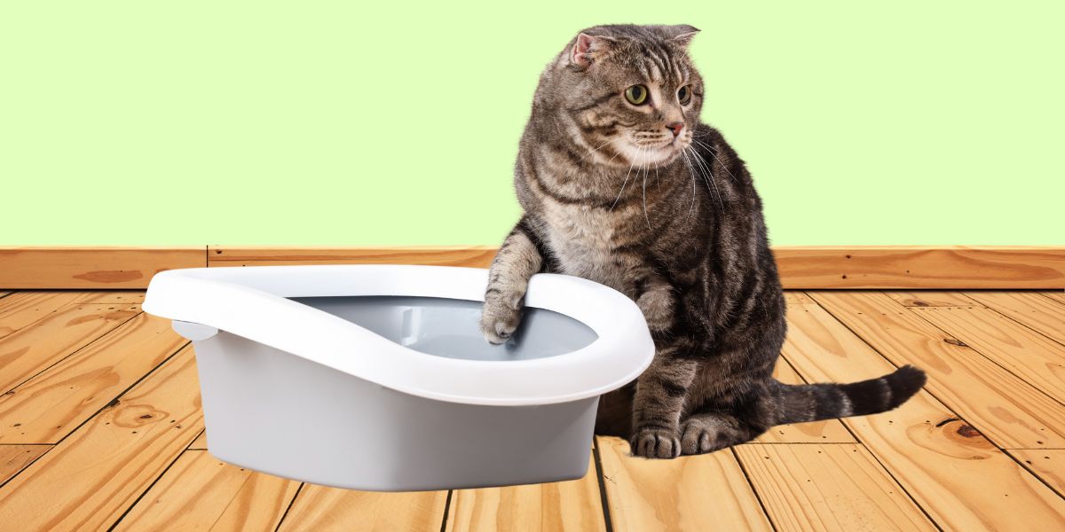 gato-com-diarreia- sos peludos clinica veterinária 24hs em sp