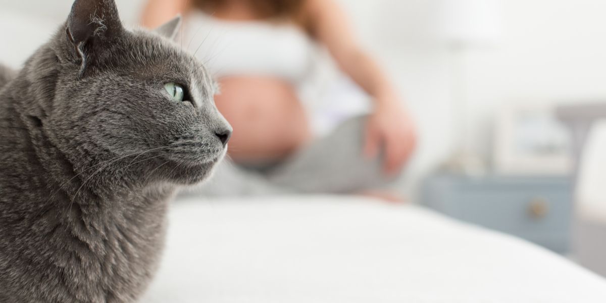 toxoplasmose em gatos - sos peludos clinica veterinária 24hs em são paulo