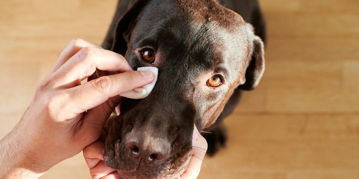 Olho seco em cães como identificar, tratar e proteger
