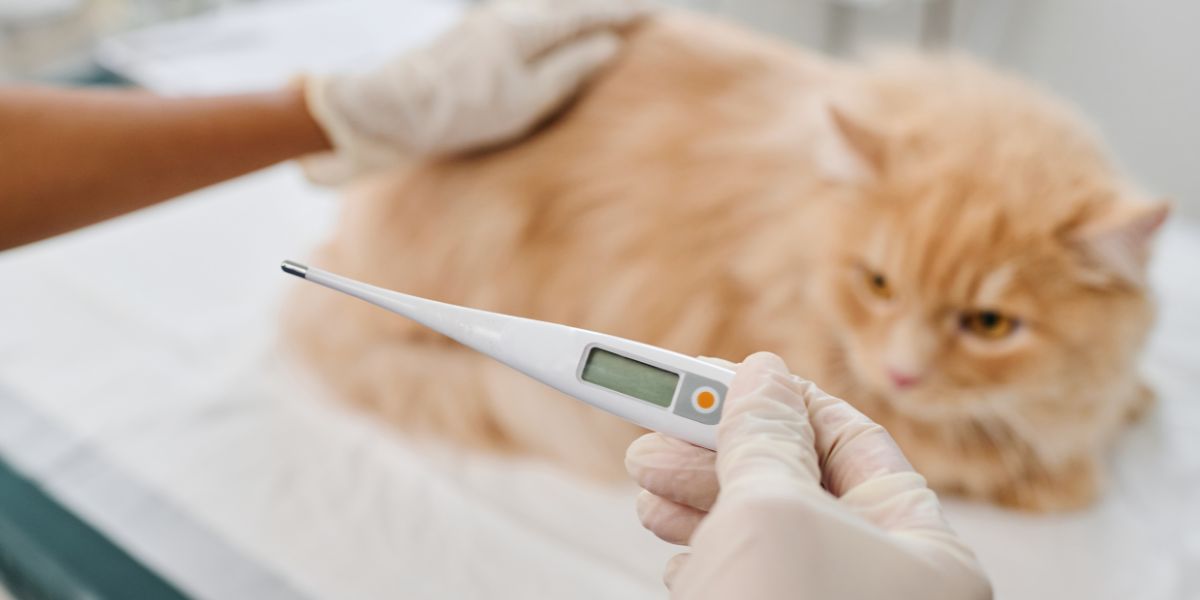 Gato com febre - sos peludos clinica veterinaria 24hs em sp
