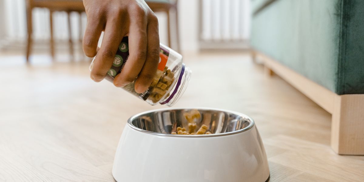 Temperos que cachorro pode comer guia completo para tutores