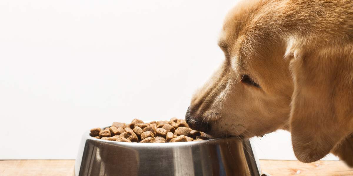 O que misturar na ração para o cachorro comer