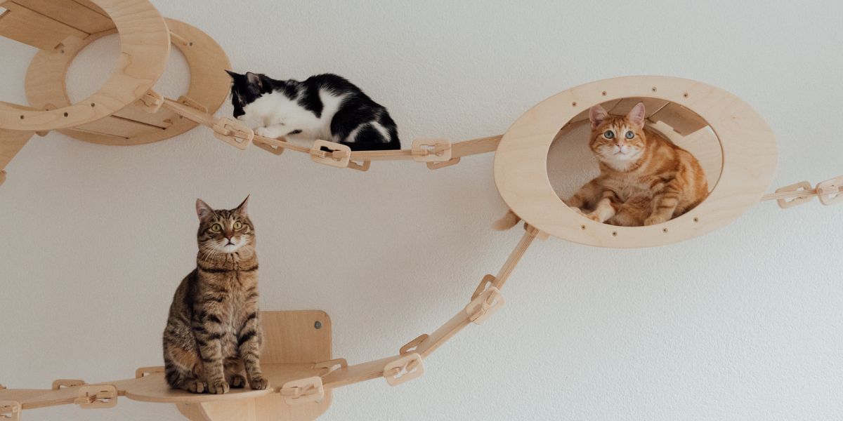 Gatificação de ambientes: o que é e como transformar seu lar em um ambiente ideal para gatos | SOS Peludos