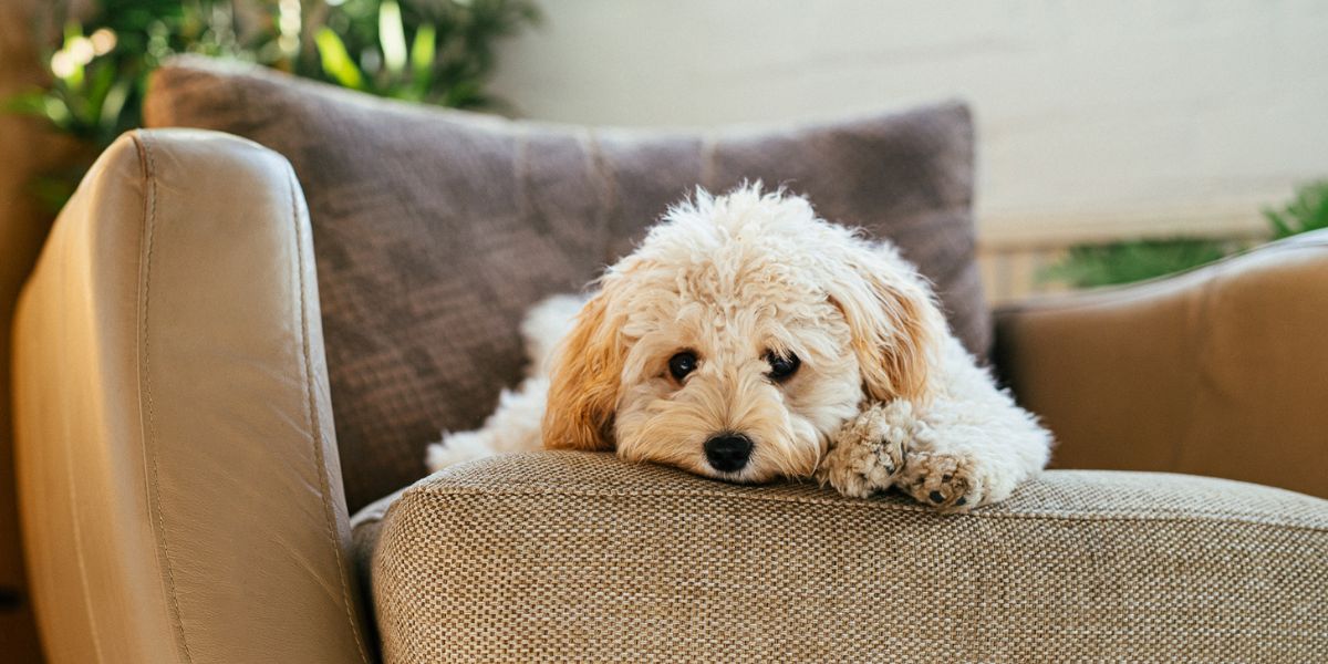 pancreatite em cachorro - sos peludos clinica veterinaria24hs em são paulo