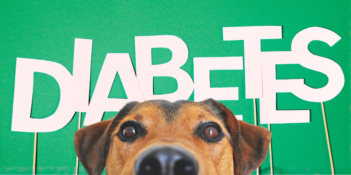 diabetes em cães - sos peludos clinica veterinária 24hs em são paulo