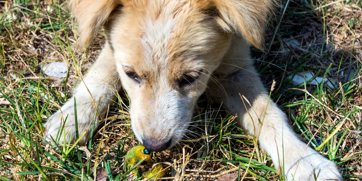 vermifugo para cachorro - sos peludos clinica veterinária 24hs em são paulo