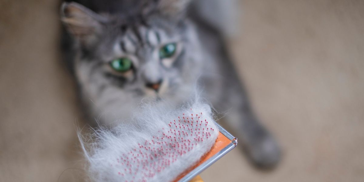 Bola de pelo em gatos: sintomas, riscos e quando buscar ajuda urgente