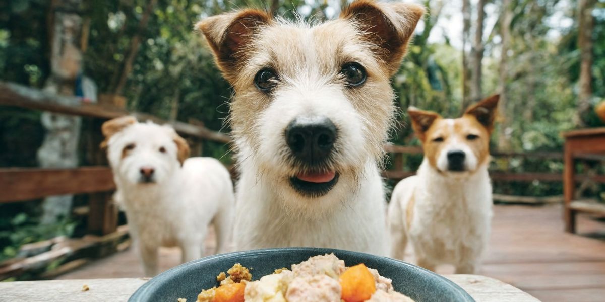 comida no pote não - sos peludos clinica veterinária 24hs em são paulo