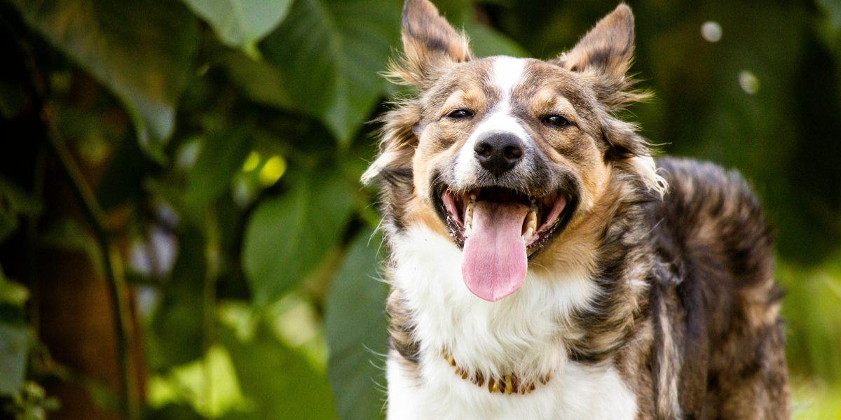 hipotireoidismo em cães - sos peludos clinica veterinária 24hs em são paulo
