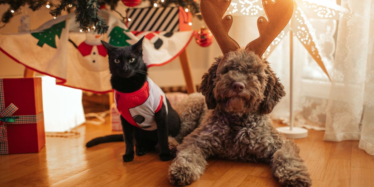 Natal Pet: O Guia Definitivo para um Fim de Ano Seguro, Tranquilo e Saudável Para Cães e Gatos Meta descrição (SEO): Descubra como preparar um Natal Pet seguro e tranquilo com dicas sobre alimentação permitida, roupinha de natal para cachorro, manejo emocional, dessensibilização para fogos e receitas natalinas saudáveis para cães e gatos. Quando o fim de ano começa a se aproximar, a casa muda de cheiro, de movimento e de energia. A árvore de Natal aparece no canto da sala, a cozinha ganha aromas diferentes, as pessoas passam a entrar e sair com mais frequência, e conversas sobre viagens ou visitas se tornam rotina. Porém, enquanto nós lidamos bem com essa mudança de clima, nossos pets podem sentir tudo de forma muito mais intensa. Como o Natal envolve sons, luzes, cheiros e emoções, preparar um verdadeiro Natal Pet é essencial para garantir tranquilidade e saúde física e emocional aos cães e gatos. Embora muitos tutores só percebam a necessidade de preparo dias antes da festa, a verdade é que o fim de ano é uma das épocas com maior ocorrência de atendimentos emergenciais em clínicas veterinárias, principalmente por causa de ansiedade, ingestão de alimentos proibidos e acidentes relacionados a fogos. Por isso, quanto mais cedo vier o planejamento, mais seguro e agradável será esse período para toda a família. Por que preparar o pet para o Natal importa Mesmo que os pets façam parte da família, eles continuam sendo animais com necessidades específicas. Estudos publicados no Applied Animal Behaviour Science mostram que até 40% dos cães têm medo significativo de fogos de artifício, exibindo aumento de cortisol, tremores, taquicardia e comportamentos de fuga. Além disso, dados clínicos de emergências apontam aumento de quadros de intoxicação alimentar durante as festas, principalmente por pancreatite, consumo de chocolate, uva-passa, álcool ou carnes temperadas. Como o Natal reúne ruído, movimento, alimentos perigosos e mudanças na rotina, preparar um Natal Pet significa proteger o animal emocionalmente, fisicamente e ambientalmente. Como preparar o pet emocionalmente para o Natal e Ano Novo Ajuste de rotina e previsibilidade Antes de tudo, preparar o pet emocionalmente envolve previsibilidade. Como cães e gatos se sentem mais seguros quando conseguem antecipar o que vai acontecer, manter horários de alimentação, passeios, brincadeiras e descanso é fundamental. Embora pareça simples, essa constância reduz significativamente a ansiedade, já que o pet sabe que sua rotina principal continua estável apesar da movimentação da casa. Além disso, enriquecer o ambiente durante dezembro ajuda muito. Enriquecimento alimentar, brinquedos de longa duração, caixas de papelão para gatos, arranhadores em locais estratégicos e escondedores de petiscos mantêm o pet ocupado e confiante, reduzindo o impacto das mudanças externas. Treinando um “porto seguro” Embora muitos tutores só percebam essa necessidade durante as festas, ensinar um “porto seguro” semanas antes do Natal é um dos métodos mais eficazes para reduzir estresse. Esse espaço pode ser um quarto ou um cantinho da sala com cama confortável, brinquedos, coberta conhecida e itens com cheiro do tutor. Com reforço positivo sempre que o pet escolher descansar ali, o ambiente passa a ser associado ao relaxamento. Além disso, esse local será essencial no dia das visitas ou durante os fogos, já que o pet terá um refúgio emocional e sensorial. Suplementação e feromônios Como alguns pets são naturalmente mais sensíveis, produtos calmantes podem ajudar. Ainda que não substituam o manejo emocional, feromônios sintéticos como Adaptil e Feliway têm comprovação científica na redução de marcadores de estresse. Além disso, suplementos naturais como L-triptofano, caseína hidrolisada ou triptofano podem ser usados, sempre sob orientação veterinária. Como dessensibilizar o pet para fogos de artifício Exposição gradual ao som Embora os fogos de artifício sejam imprevisíveis, é possível preparar o pet previamente. A dessensibilização consiste em expor o animal a sons de fogos em volume muito baixo enquanto algo positivo acontece: petiscos, brincadeira ou carinho. À medida que o pet se mantém tranquilo, o volume aumenta lentamente. Essa técnica, validada em estudos de comportamento animal, reduz a resposta de medo e melhora o controle emocional. Contra-condicionamento emocional Como o objetivo é criar uma nova associação, sempre que o som aparecer o tutor oferece algo muito valioso, como um petisco especial ou um brinquedo recheável. Com o tempo, o cérebro passa a entender que o barulho anuncia momentos positivos. Manejo no dia da festa No dia da virada, algumas medidas de segurança são indispensáveis. Portanto, mantenha portas e janelas fechadas, coloque um ruído ambiente como ventilador ou música calma, ofereça brinquedos recheáveis de longa duração e nunca deixe o pet no quintal. Como essa é uma das épocas em que mais ocorrem fugas, o ideal é garantir coleira com identificação atualizada. Roupinha de natal para cachorro: como escolher com segurança Embora fotos de pets com roupinha de Natal façam sucesso, o conforto deve vir sempre em primeiro lugar. Portanto, observe a tolerância do animal e evite roupas quentes demais ou com elásticos apertados. Quando usar roupas Para pets acostumados, roupas leves de algodão são uma boa opção, desde que tenham fecho lateral e não precisem passar pela cabeça. É importante testar alguns minutos por dia até o pet ficar completamente confortável. Quando usar apenas acessórios Para pets sensíveis, acessórios como bandanas natalinas, laços ou coleiras temáticas são suficientes para deixá-los no clima sem gerar desconforto. Como esses itens não restringem movimento nem aquecem demais, eles são excelentes para fotos e encontros rápidos. Comida de natal para cachorro: o que pode e o que não pode Alimentos proibidos Embora seja tentador oferecer um pedaço da ceia, grande parte dos alimentos típicos é perigosa. Chocolate, uvas e uvas-passas, cebola, alho, alimentos gordurosos, panetone, carnes temperadas, embutidos e álcool devem ser completamente evitados. Como uvas-passas, por exemplo, podem causar insuficiência renal aguda em cães, a prevenção é sempre a melhor estratégia. Alimentos permitidos Por outro lado, há alimentos seguros, nutritivos e permitidos, desde que preparados sem sal, açúcar ou temperos. Entre eles estão: Carnes: frango, peru, patinho bovino, peixe branco. Legumes: abóbora, cenoura, chuchu, batata-doce, abobrinha, vagem, brócolis cozido, beterraba, inhame. Frutas: maçã sem sementes, pera, melancia, melão, morango, manga, pêssego sem caroço, kiwi em pequenas quantidades, banana. Outros permitidos: ovo cozido, iogurte natural sem açúcar, arroz cozido sem tempero. Como cada pet tem necessidades específicas, é importante moderar as quantidades e considerar o peso, idade e condições de saúde. Receitas saudáveis para um Natal Pet delicioso Primeira entrada: Patê cremoso de abóbora com frango (da versão anterior, mantido) Segundo prato principal: Bowl festivo de peru e legumes (da versão anterior, mantido) Primeira sobremesa: Gelatina natural de frutas permitidas (da versão anterior, mantido) Segunda entrada (nova): Guirlanda pet de legumes coloridos Ingredientes: cubos cozidos de cenoura, abobrinha e beterraba, mais tiras suaves de peito de frango. Modo de preparo: distribua os legumes em formato circular e coloque tiras finas de frango no centro. O visual remete a uma guirlanda e estimula pets seletivos. Segundo prato principal (novo): Arroz natalino pet de peru com maçã Ingredientes: 2 colheres de sopa de arroz cozido sem sal, 1 colher de sopa de peru desfiado, meia colher de maçã picada, 1 colher de chá de abóbora. Modo de preparo: misture tudo, garantindo textura úmida. É leve, perfumado e lembra a ceia tradicional sem riscos. Segunda sobremesa (nova): Mousse pet de iogurte e manga Ingredientes: 2 colheres de sopa de iogurte natural sem açúcar, 1 colher de sopa de manga batida, 1 fio de água. Modo de preparo: misture tudo até ficar cremoso e leve à geladeira. Sirva em porções pequenas. Petiscos industrializados seguros para o Natal Como muitas famílias preferem praticidade, escolher petiscos industrializados confiáveis é importante. Portanto, prefira opções sem corantes artificiais, sem excesso de sódio e sem aromatizantes exagerados. Petiscos funcionais calmantes, biscoitos naturais e ossinhos desidratados são opções adequadas, principalmente quando usados para enriquecimento alimentar durante a festa. Checklist final para um Natal Pet seguro Prepare o pet emocionalmente com antecedência. Mantenha a rotina estável. Crie um “porto seguro” eficiente. Teste a roupinha de natal para cachorro com antecedência. Evite todos os alimentos perigosos. Ofereça receitas seguras ou petiscos adequados. Garanta segurança contra fogos e evite fugas. Conclusão Como você viu, um verdadeiro Natal Pet começa semanas antes da festa. Embora seja um período naturalmente agitado, ele pode ser calmo, seguro e enriquecedor para cães e gatos quando o tutor entende as necessidades emocionais, sensoriais e alimentares de cada animal. Assim, o fim de ano se transforma em um momento de vínculo, cuidado e alegria — sem riscos e sem sustos. Se precisar de suporte, a SOS Peludos está disponível 24 horas para ajudar.