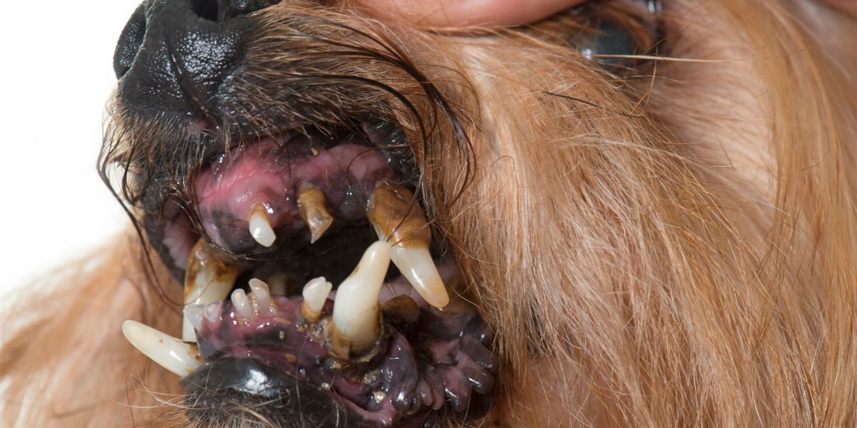Doença periodontal em cães - sos peludos clinica veterinaria 24 horas em sao paulo