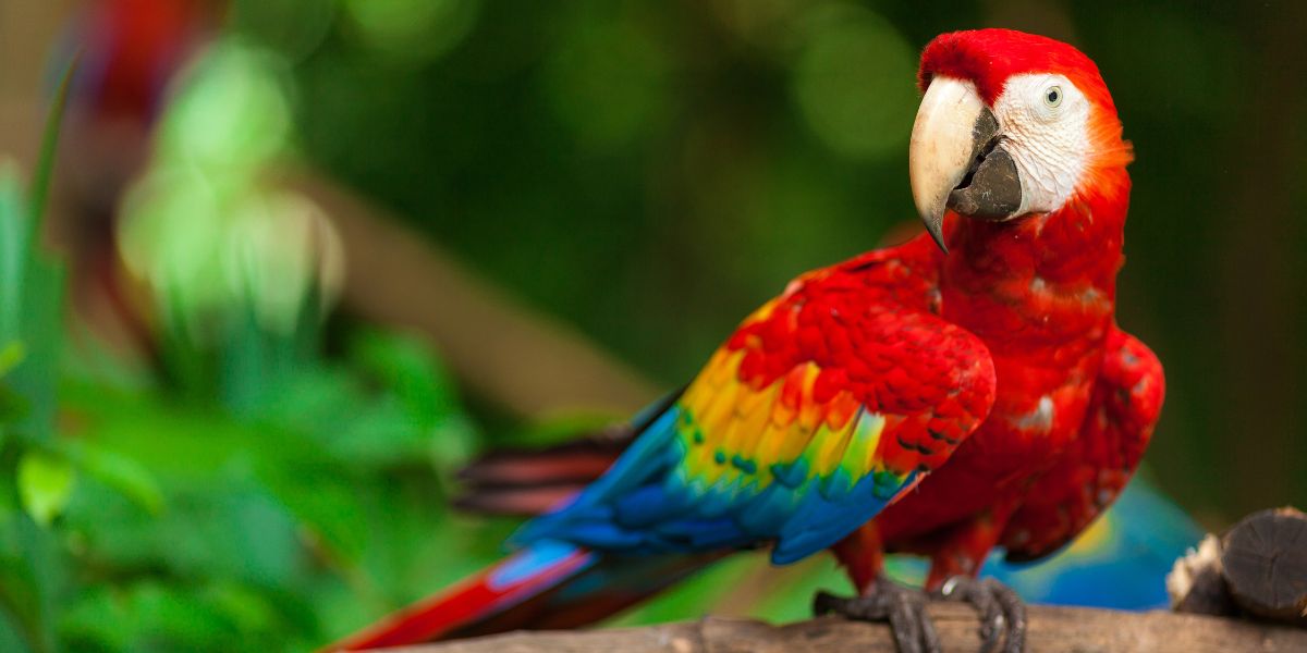 passaros domesticos que falam - sos peludos clinica veterinaria 24 horas em sao paulo