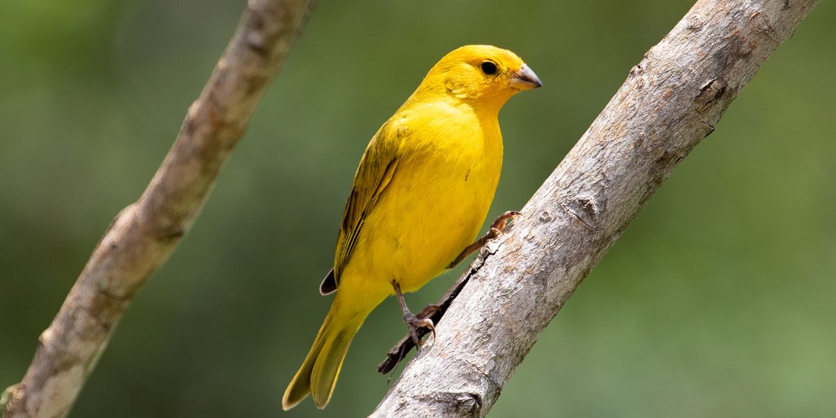 Tipos de Canários conheça as principais raças e como cuidar - sos peludos clinica veterinaria 24hs em são paulo