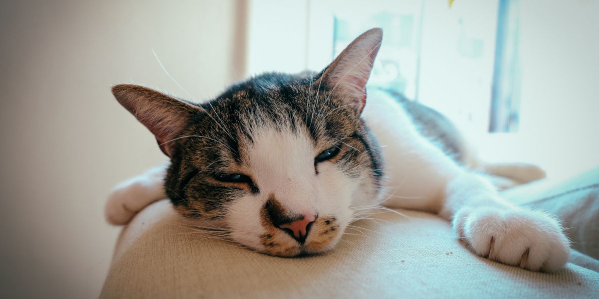 artrite em gatos - sos peludos clinica veterinária 24hs em são paulo