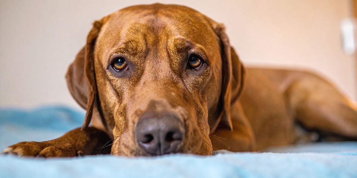 Artrite em cães sinais, diferenças e tratamento